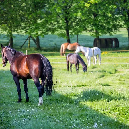 Osrodek Agroturystyczny Hajduki * Chynowie